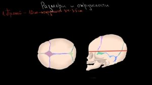 Плод как объект родов. Роднички, швы, размеры, окружности головки плода