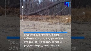 Фотоловушка запечатлела “общение” обитателей заповедника «Земля леопарда»