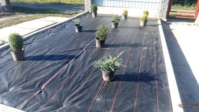 Клумба из хвойников и кустарников | Геотекстиль на клумбу | Как сделать клумбу с геотекстилем смотреть онлайн