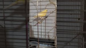 Разведение канареек, как идея для бизнеса