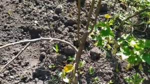 Азиатская груша Чоюро