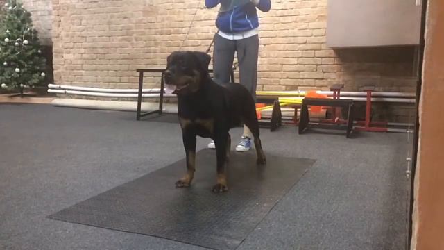 Масяня на занятии смотреть онлайн