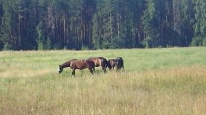 Ранним утром по траве