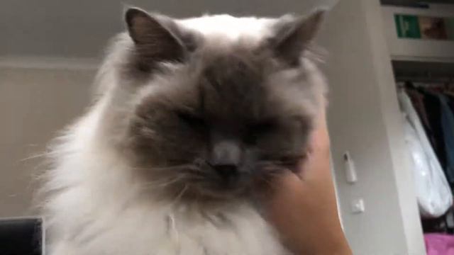 MEET GISELLE - our blue point ragdoll cat 😻 смотреть онлайн