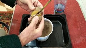 Черенкование Роз.В картофеле.