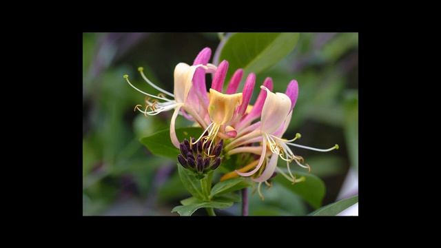 Жимолость смотреть онлайн