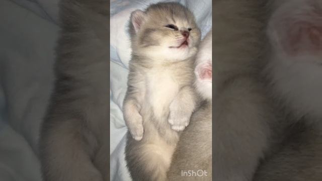 Котёнок голубое золото- шотландские шиншиллы