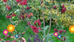 Рябина плодовая Бурка. Краткий обзор, описание характеристик, где купить саженцы