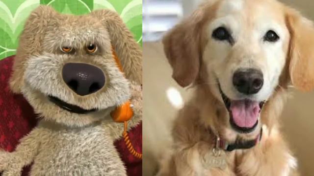 Бен оценивает собак