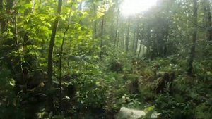 Едем на велосипеде по лесу | Август