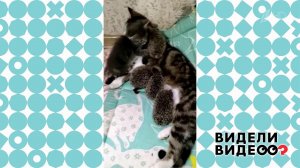 Кошка усыновила ежат. Видели видео? Фрагмент выпуска от 03.09.2022