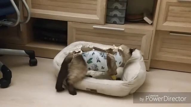 Кошка после стерелизации