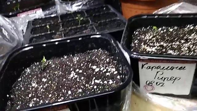 Каролина Рипер и другие ...