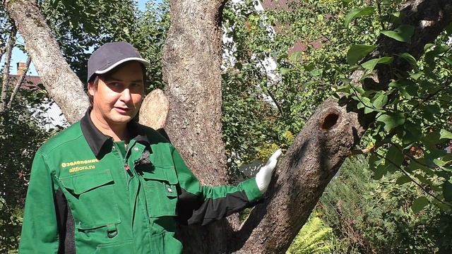 Дупло в дереве. Простой способ заделки дупла смотреть онлайн