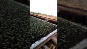 Зелень в теплице зимой