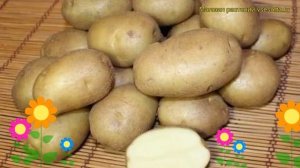 Картофель семенной Голубизна. Краткий обзор, описание характеристик, где купить картофель