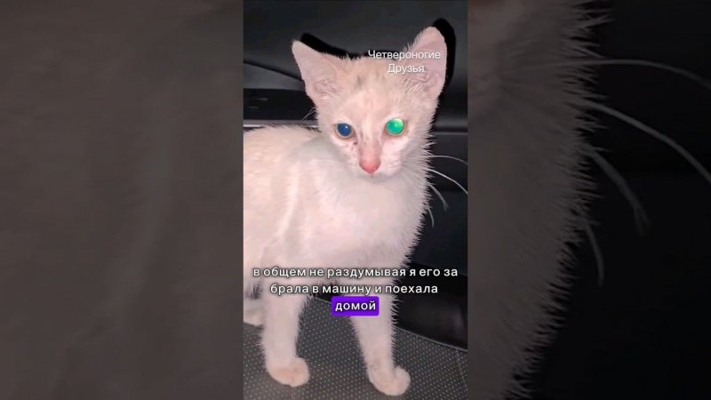 Подобрала котенка с трассы, прошло 2 года. #помощьживотным #ставропольский край