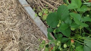 Остара земляника ремонтантная 17.06.24, 3-летний куст, Подмосковье/Можайск