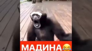 Прикол мадина