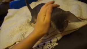 Ориентальная кошечка, 3 месяца