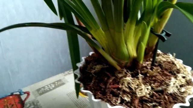 Орхидея цимбидиум. смотреть онлайн