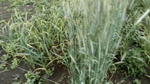 Обзор участка. Чеснок.  Первый опыт выращивания на 1 га.