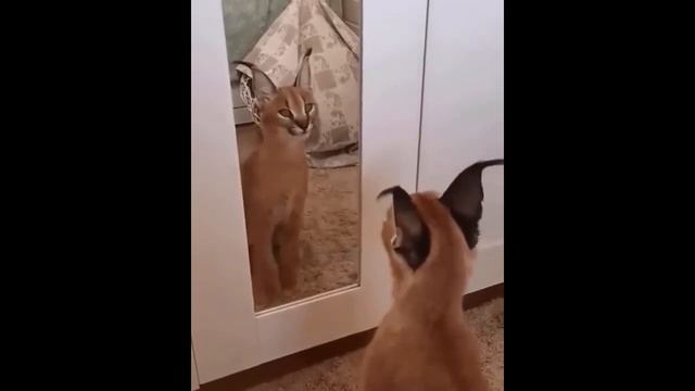 Большие Дикие Кошки. Приколы с Котами. Все Кошки Одинаковые. смотреть онлайн