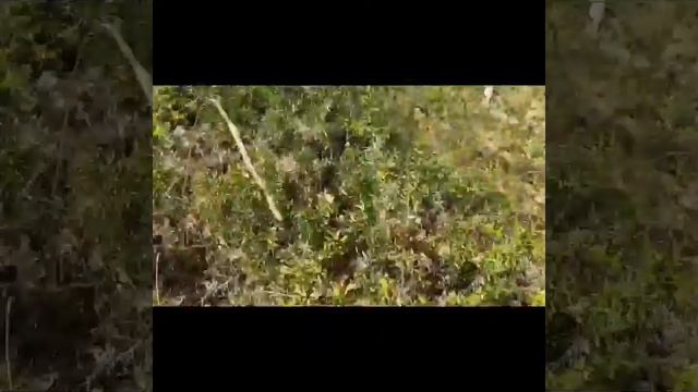 Южный берег Крыма - растения эндемики