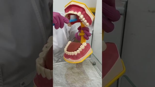 Учимся чистить зубы правильно. Сушанло Зульфия Набиевна - стоматолог - терапевт. смотреть онлайн