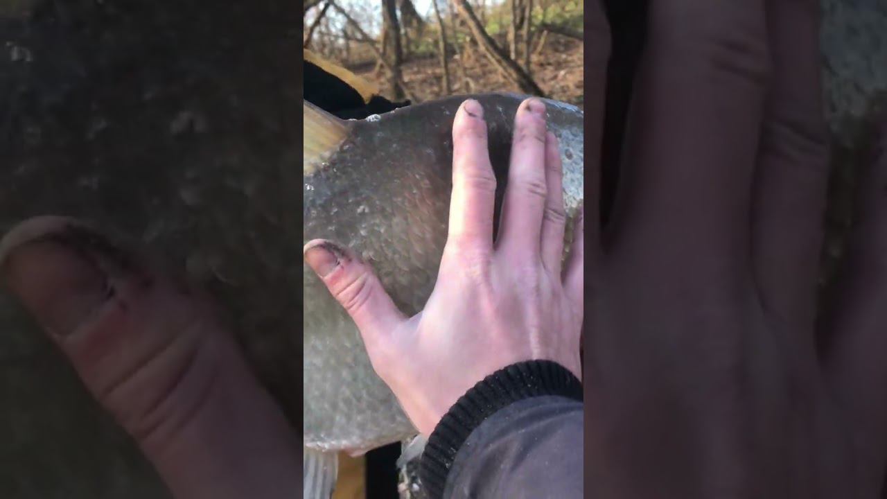 ОГРОМНЫЙ ЛЕЩ на 0.08 ПОВОДОК смотреть онлайн