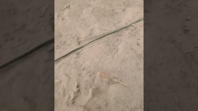 Squirrel hole Explorer version 1 ???? смотреть онлайн