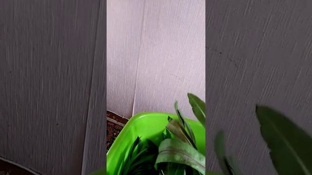 размножение черенком
