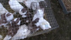 Выставка-ярмарка голубей и декоративных птиц г.Новомосковск.