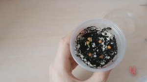 как вырастить нолину из семян | бутылочное дерево из семян