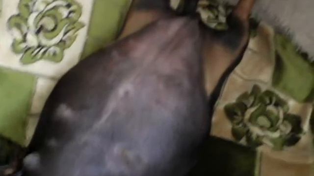 Собачка спит 😂 смотреть онлайн