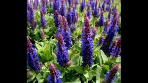 Самые засухоустойчивые многолетники!