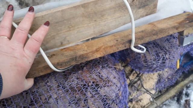 Крупнолистные гортензии?? в открытом грунте под моим укрытием после морозной зимы ❄❄ смотреть онлайн