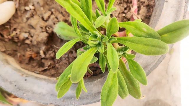 How to Grow ICE Plants (2 Months Update) Mesembryanthemum Plant Care, Ice Plant Updated result смотреть онлайн