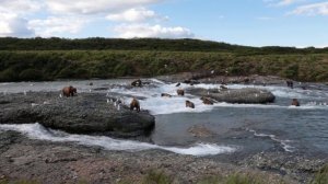 6 minutes of brown bear viewing at McNeil River Alaska (wide angle)