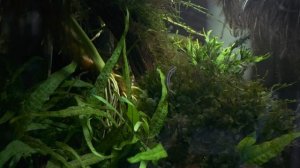Аквариум с бычками синий неон и расборами  | Aquarium with Stiphodon and rasbora