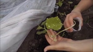 Сажаем рассаду огурцов в открытый грунт