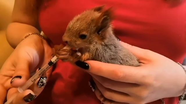 Знакомьтесь бельчонок- Рыжик. Как искусственно выкормить  бельчонка.