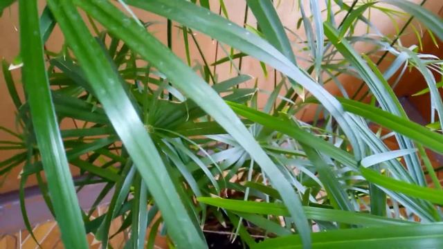 Циперус: уход в домашних условиях | Все о комнатных растениях на Faterra
