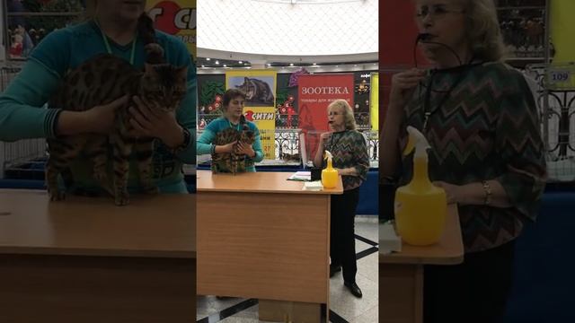 бенгальские кошки, выставка кошек, выставочная оценка