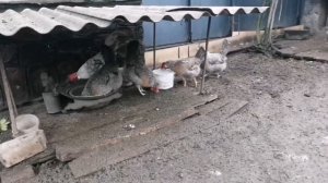 Легбар Кремовый порода кур с голубыми яйцами