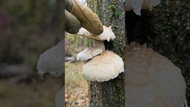 A mushroom, Hemipholiota populnea (destructive pholiota), is emerging from cottonwood snags смотреть онлайн