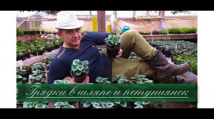 Цикламены. Продолжаем выращивать цикламены к 8 марта.