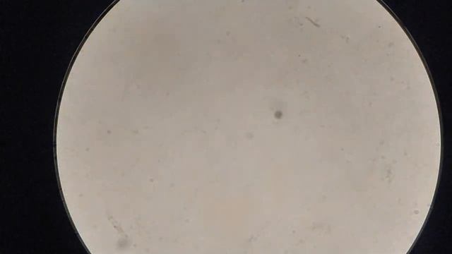 Как РОЙБУШ повлияет на мою кровь смотреть онлайн