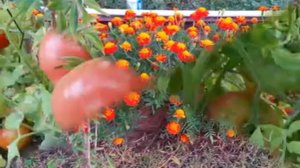 Сердце красавиц склонно к измене  №58  x264