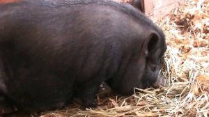 Вьетнамские поросята. Три недели от рождения.